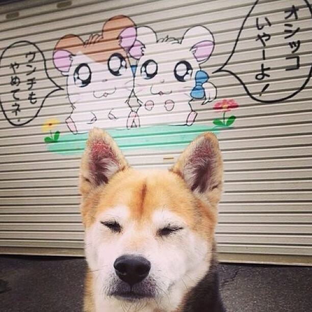 NBA赛季得分王数据解读,nba赛季得分记录