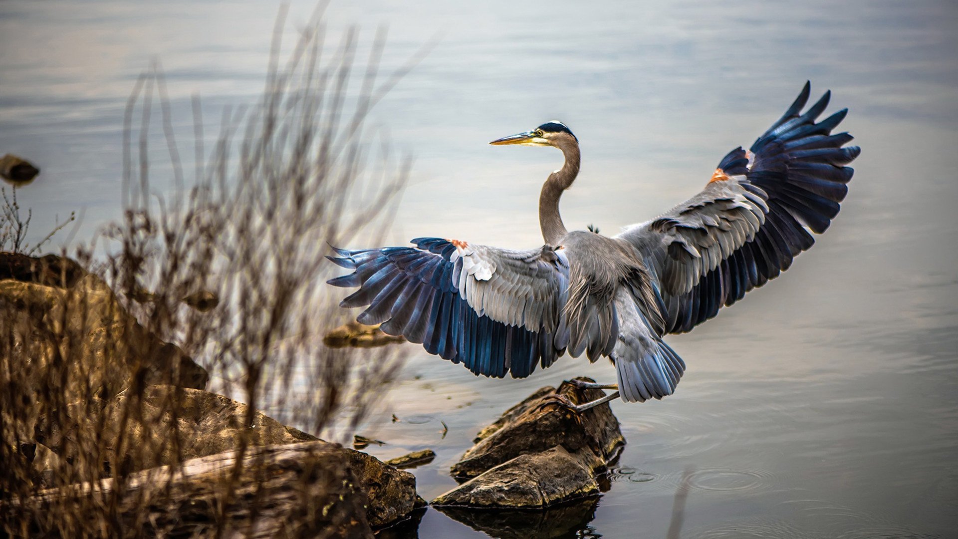NBA赛季篮板王数据,nba篮板王次数排行榜