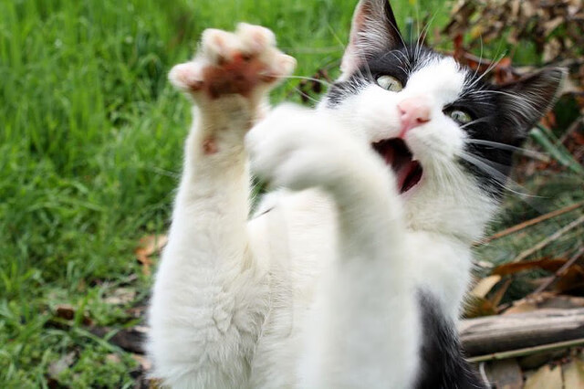 米兰体育网址-NBA赛季得分王数据解读，nba赛季得分记录