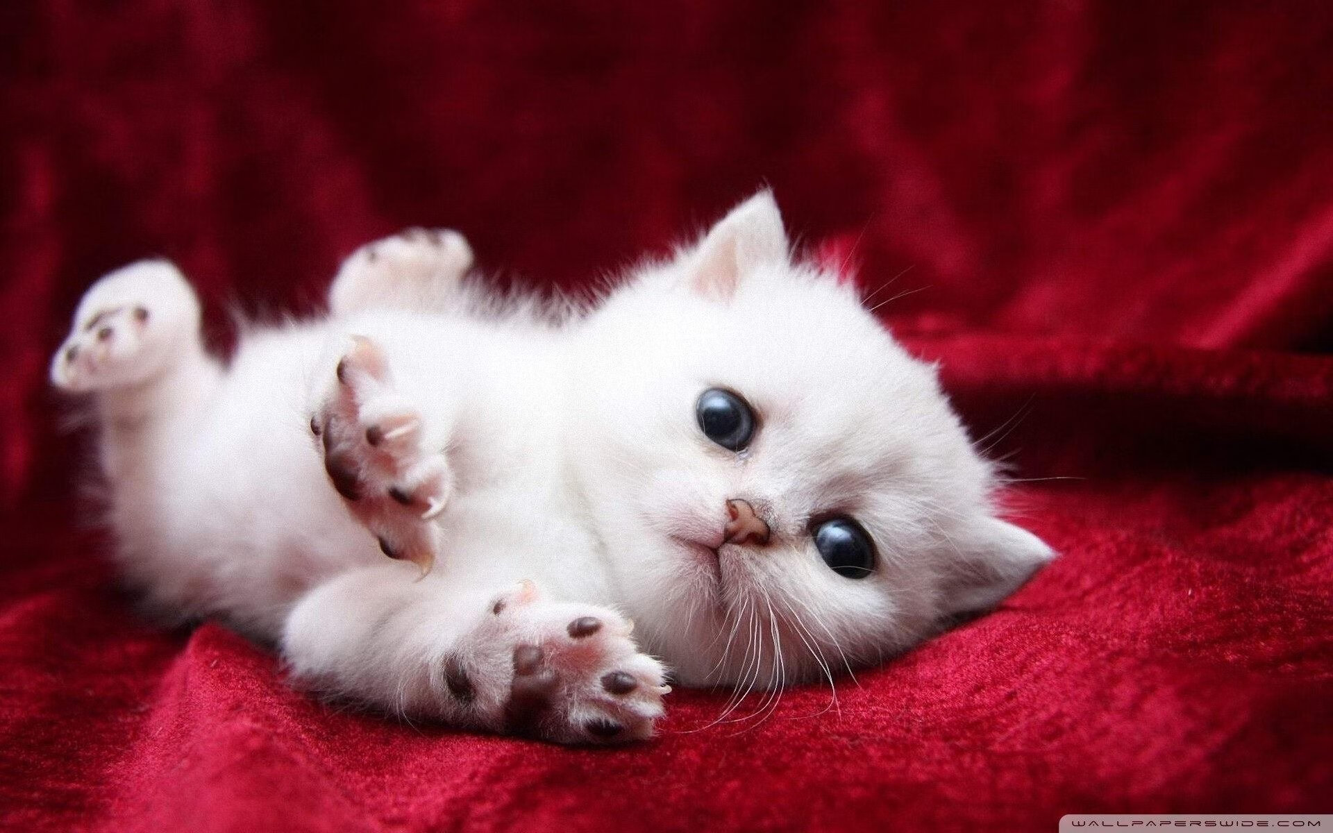 米兰体育平台-中国篮球职业裁判员执裁能力提升路径，中国篮球裁判证怎么考