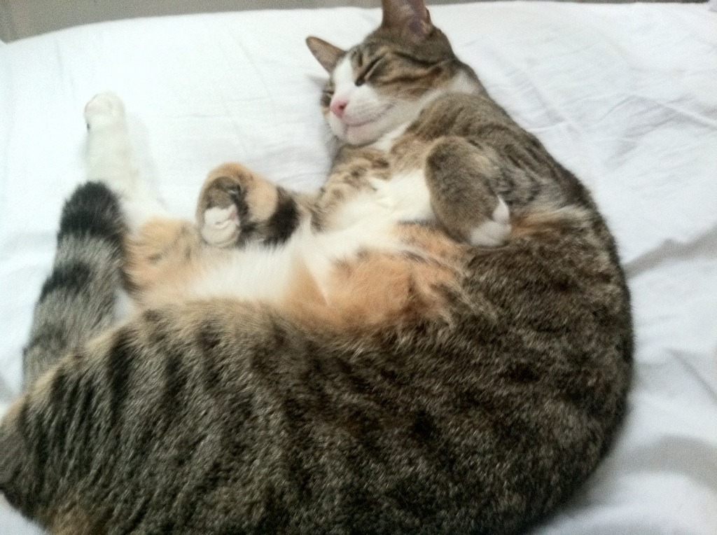 米兰体育足球-中小学体育课程整合与跨学科教学实践，中小学体育课程教学改革