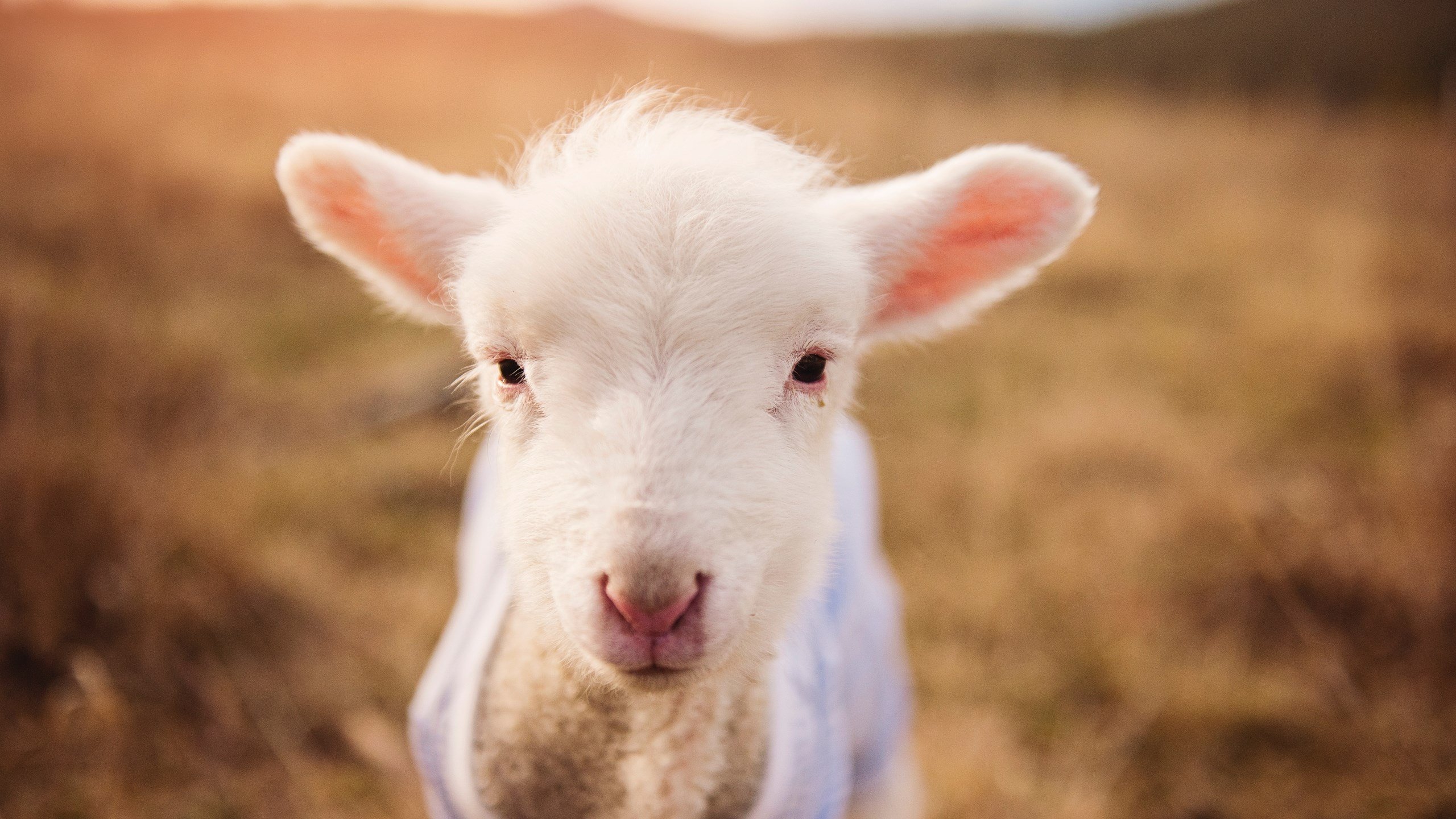 米兰体育网页版-体育科研成果转化效率提升，体育科研成果转化效率提升方案